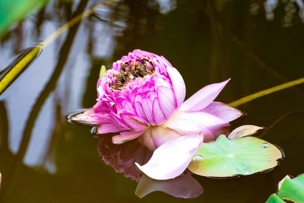 Flor de loto, significado y simbolismo de esta planta acuática